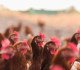 Hens