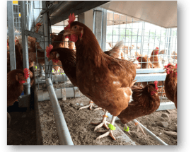 chicken rfid