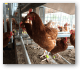 chicken rfid
