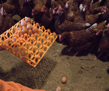 Egg collection trays need to be clean and dry