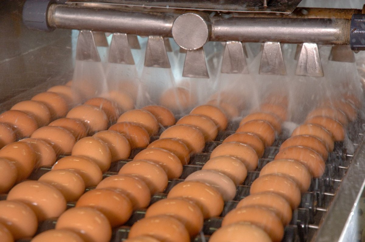 Egg washing done properly can minimise the risk of contaminating other eggs
