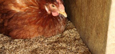Nesting material should be regularly checked and replaced