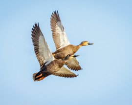 Waterfowl and wild birds are a risk