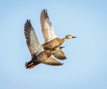 Waterfowl and wild birds are a risk