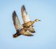 Waterfowl and wild birds are a risk