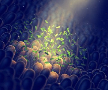Gut Microbiota 