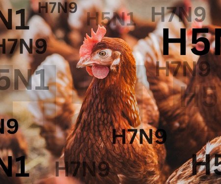 H5N1