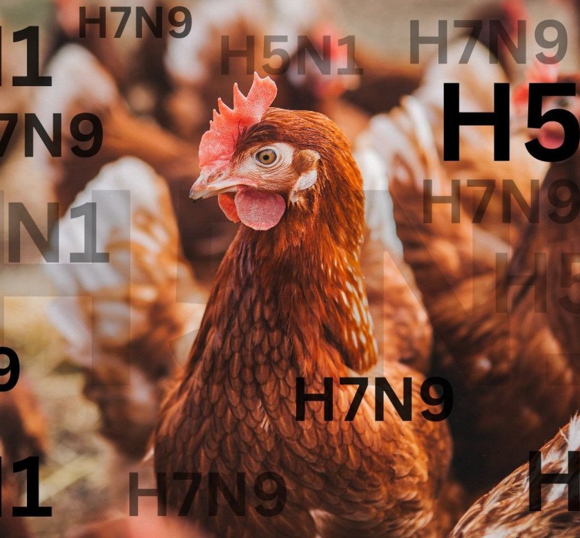 H5N1