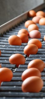 eggs on conveyor belt