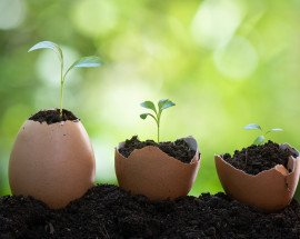 environmental sustainability