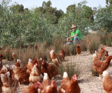 farmer near chickens