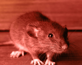rat