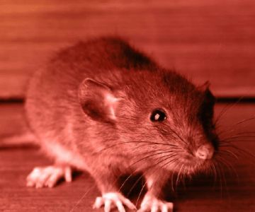rat
