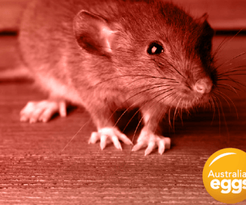 rodent control image v2