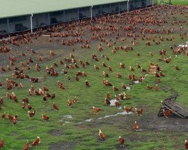 183 2293 chicken on grass in free range hoist shot