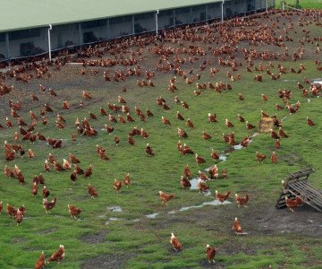 183 2293 chicken on grass in free range hoist shot