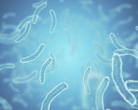 Bacteria image for AMR