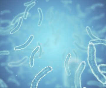 Bacteria image for AMR