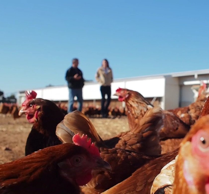 Days Eggs two farmers behind hens