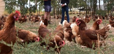Free range farm with two people