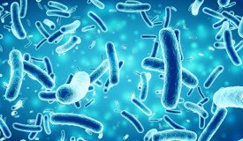 salmonella tool trial