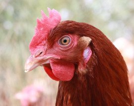 12 Flock Health FH
