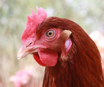 12 Flock Health FH