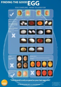 Egg Candling Poster Finding the Good Egg