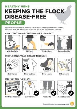 Healthy Hens factsheets Keeping the flock disease free cover