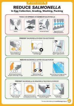 Safe Eggs factsheets Reduce Salmonella in your supply chain cover