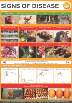 Signs of Disease poster cover