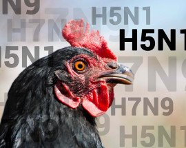 shutterstock avian influenza