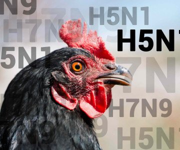 shutterstock avian influenza