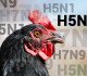 shutterstock avian influenza