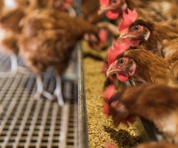 Hens eating