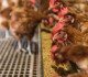 Hens eating