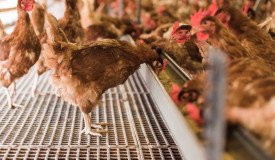 Hens feeding