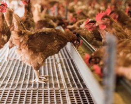 Hens feeding