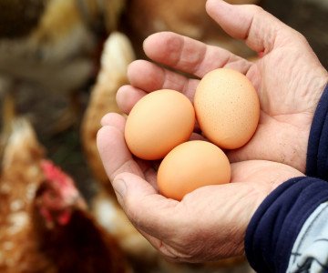 Eggs and Older Adults