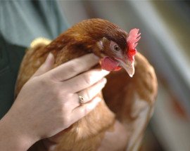 Farmer holding hen 002