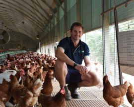 Farmer in free range shed