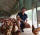 Farmer in free range shed