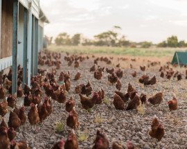 Free Range Egg Farm