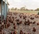 Free Range Egg Farm