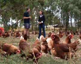 Free range farm with two people