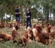 Free range farm with two people