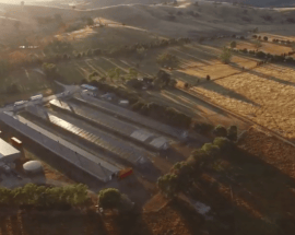 Happy chicken farm