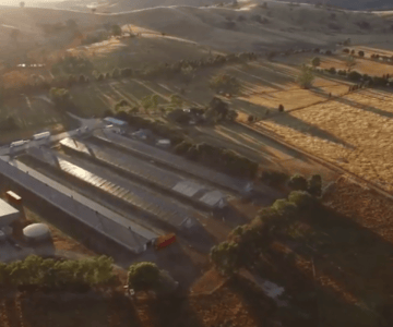 Happy chicken farm