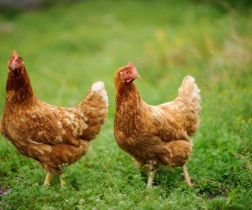 Organic eggs