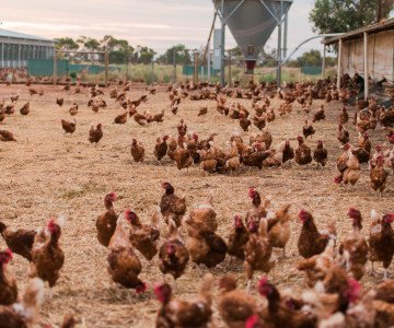 Sustainable production